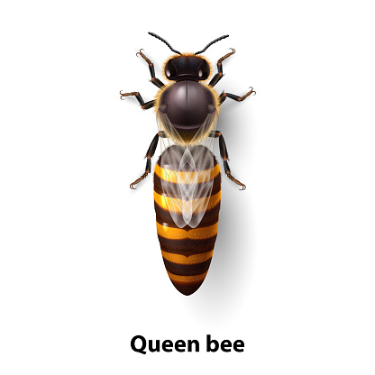 Realistic Bee Queen Mother. Detailed Illustration of a Queen Bee on White Background. Macro Insect, Concept of Food Industry, or Beekeeping