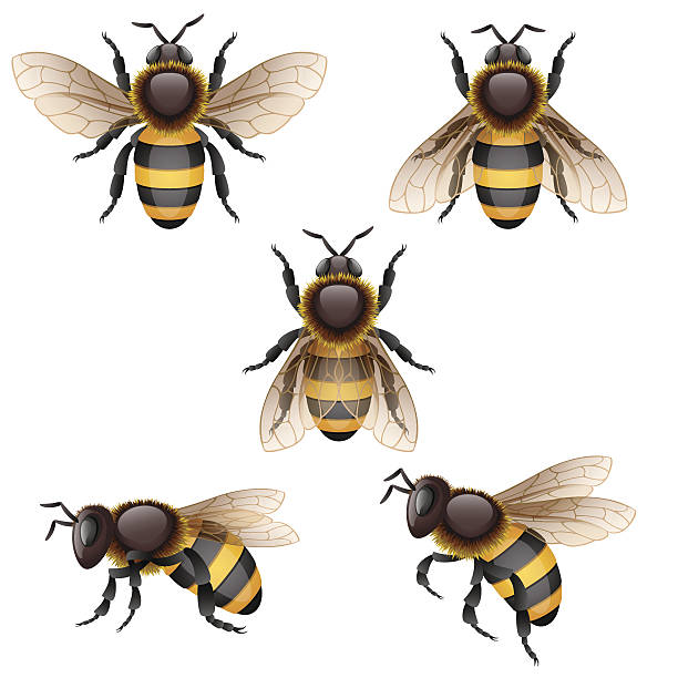 bee Vector illustration - bees on white, EPS 10, RGB. Use transparency. fly insect stock illustrations