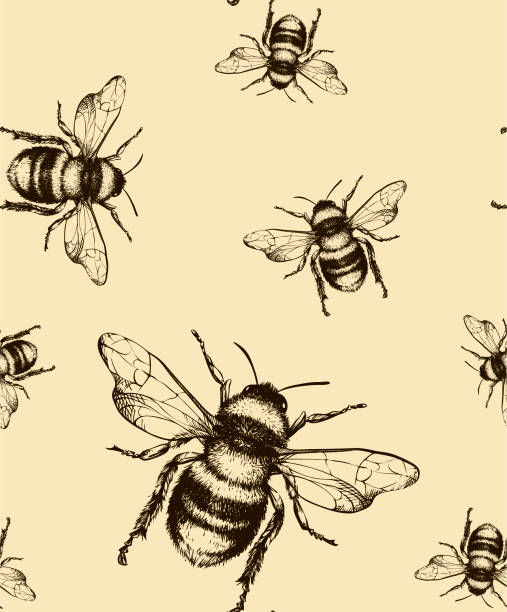 Bee vector seamless pattern Vector seamless pattern with honey bee. Engraving style. bee drawings stock illustrations