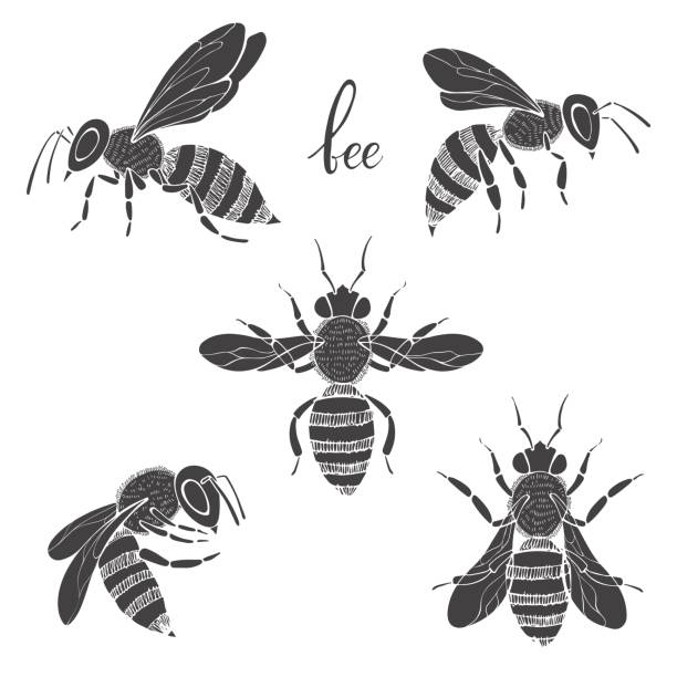Bee. Vector set. Isolated monochrome elements for design on a white background. Five silhouettes of bees. Bee vector set. Five silhouettes of  honeybees. bee silhouettes stock illustrations