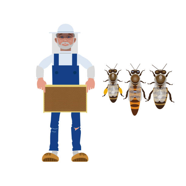 Beekeeper and bees Beekeeper holding a frame with honey. Worker bee, queen bee and drone. Vector illustration isolated on white background drone borders stock illustrations