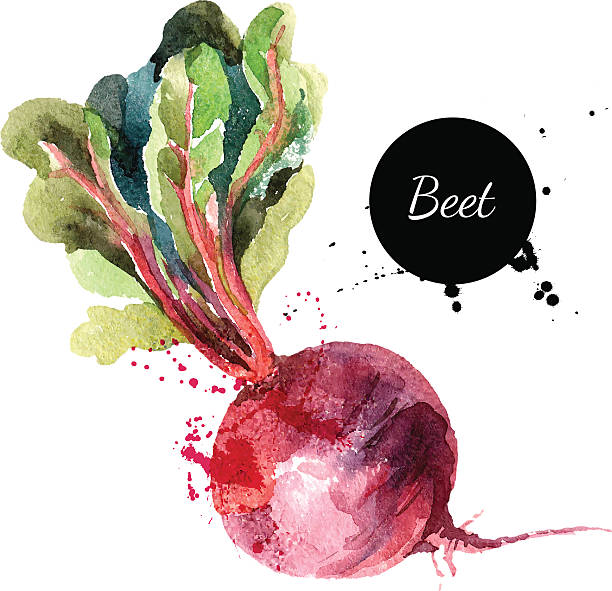 Beet. Hand drawn watercolor painting on white background. Vector Beet. Hand drawn watercolor painting on white background. Vector illustration beet stock illustrations