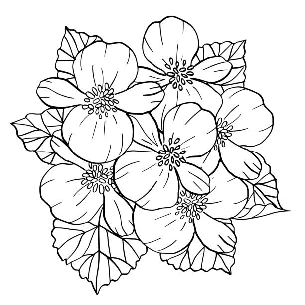 Begonia summer flower black and white outline drawing coloring vector illustration vector art illustration