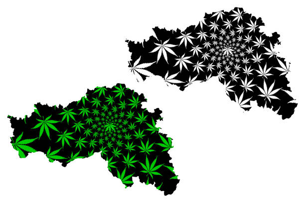 belgorod oblast (rusya, rusya federasyonu konular, rus oblastlar) harita esrar yaprak yeşil ve siyah, belgorod oblast harita esrar (marihuana, thc) yeşillik yapılmış tasarlanmıştır - belgorod stock illustrations