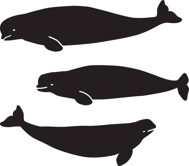Beluga figures for the background, laser cutting etc. Beluga while. beluga whale stock illustrations