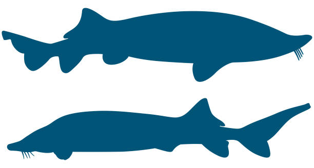 illustrations, cliparts, dessins animés et icônes de forme de béluga - beluga