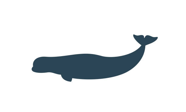 illustrations, cliparts, dessins animés et icônes de silhouette de béluga. poisson - beluga