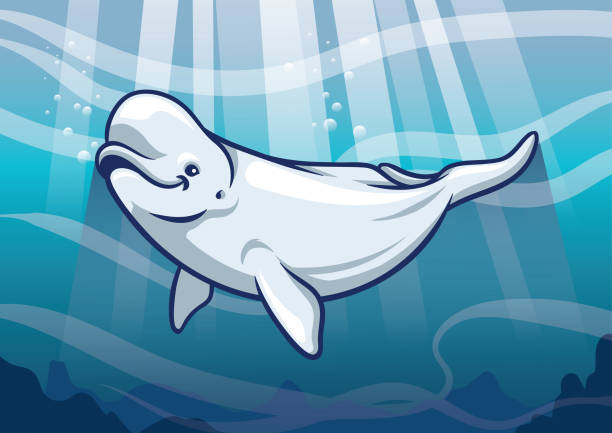 Beluga Whale in the ocean vector of Beluga Whale in the ocean beluga whale stock illustrations