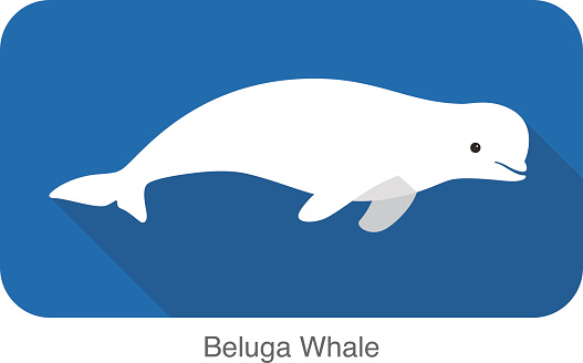 Beluga whale swimming in the water, vector illustration