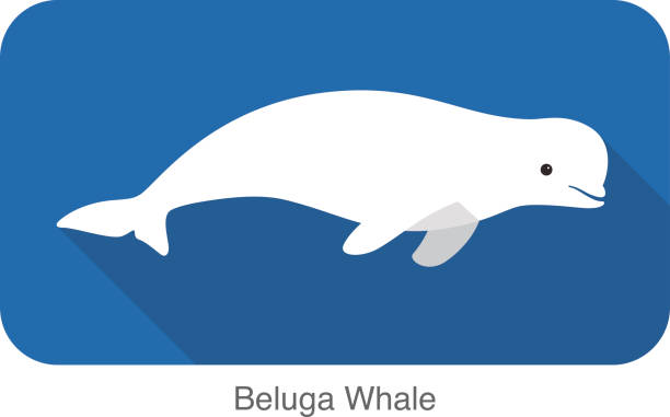 illustrations, cliparts, dessins animés et icônes de béluga nager dans l " eau - beluga