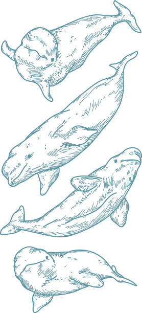 illustrations, cliparts, dessins animés et icônes de belugas - beluga