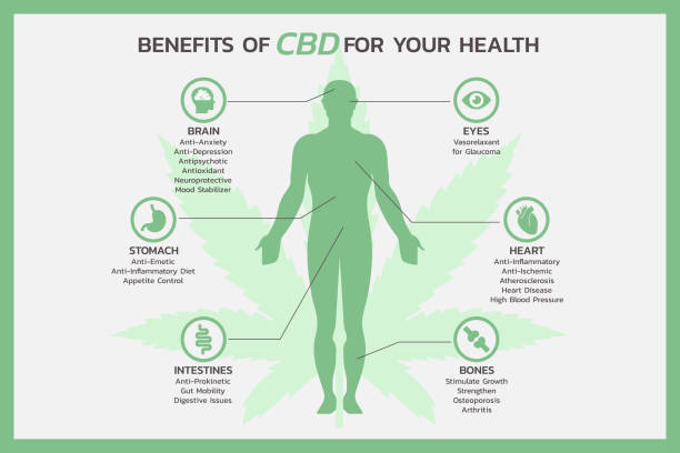 benefits of CBD for body and mind health or Cannabidiol vector art illustration