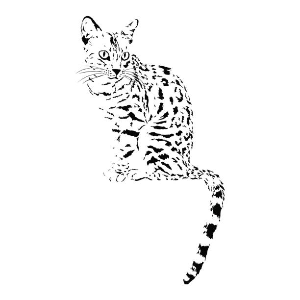 ilustraciones, imágenes clip art, dibujos animados e iconos de stock de tatuaje de gato de bengala, ilustración de vectores animales aislados, - bengals