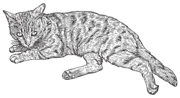 Bengal Cat A serious looking bengal cat, lying down. bengals stock illustrations