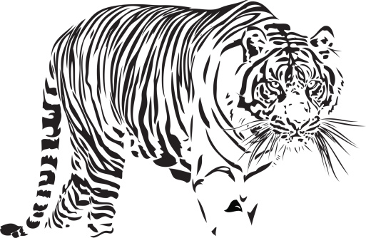 Bengal Tiger illustration