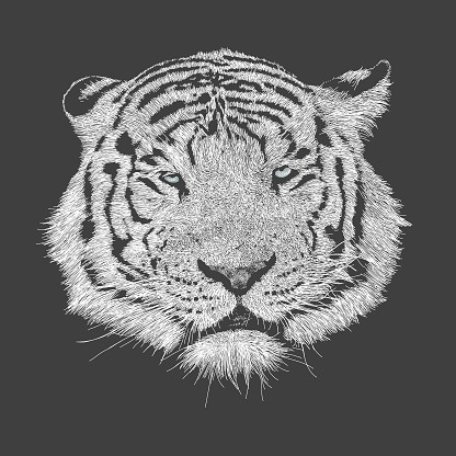 Bengal White Tiger Face