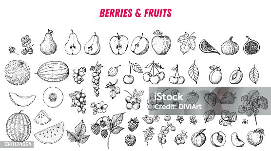 istock Berries and fruits drawing collection. Hand drawn berry and fruit sketch. Vector illustration. Engraved style. 1341124554