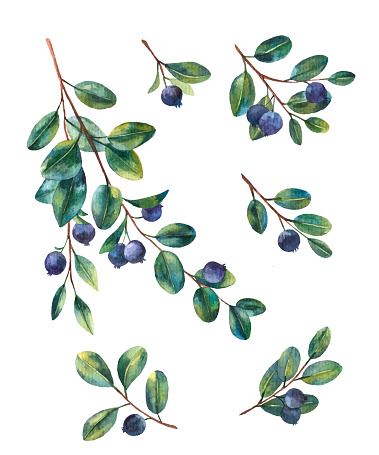berries and twigs blueberries watercolor illustration on white background