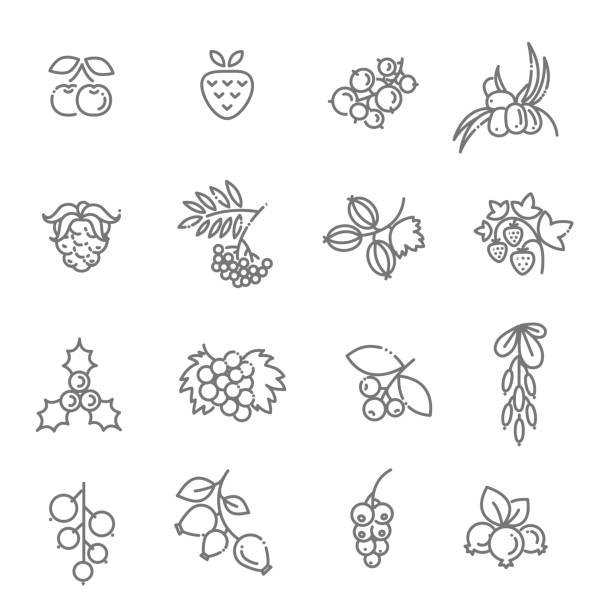 Berries icon set Outline icons set in thin modern design style, flat line stroke vector symbols - berry collection may flowers stock illustrations