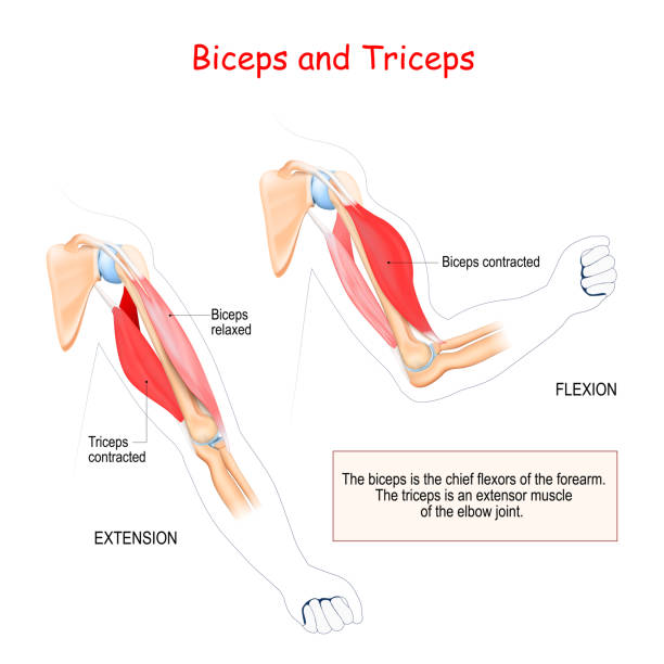 biceps and triceps biceps and triceps. Antagonist muscles. The biceps is the chief flexors of the forearm. The triceps is an extensor muscle of the elbow joint. tissue anatomy stock illustrations