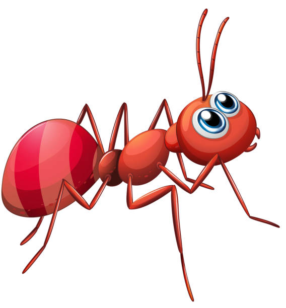 Big ant crawling Big ant crawling on a white background ant clipart pictures stock illustrations