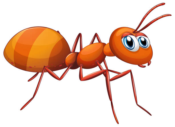 big ant big ant on a white background ant clipart pictures stock illustrations