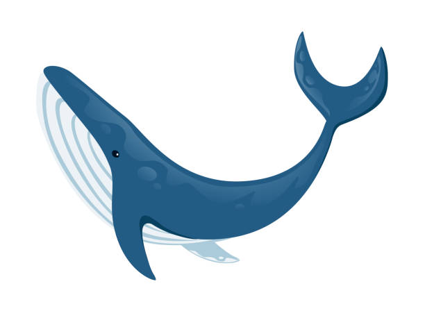 bildbanksillustrationer, clip art samt tecknat material och ikoner med stor blåval tecknad djur design största däggdjur på jorden platt vektor illustration isolerad på vit bakgrund - blue whale