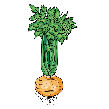 big bush of ripe celery with big round root, cartoon illustration, isolated object on white background, vector illustration,