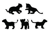 Big cat cubs playing in silhouette