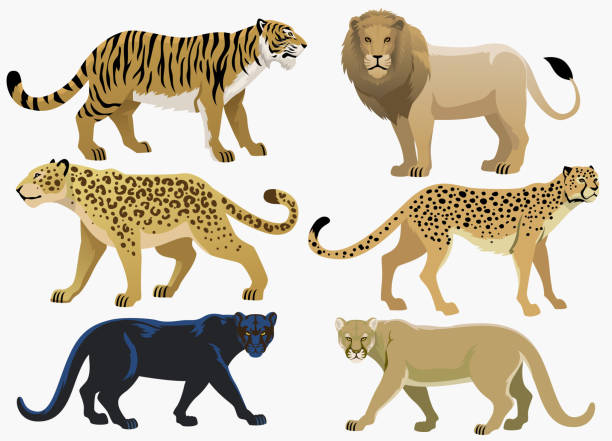 bildbanksillustrationer, clip art samt tecknat material och ikoner med stora katter bunt set - jaguar kattdjur