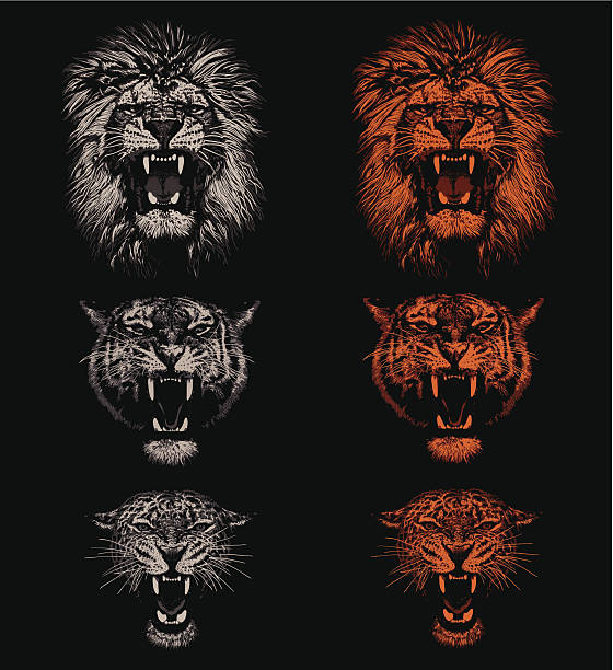 Big Cats Lion, tiger and leopard. Hand drawing - lights and shadows style. black background illustrations stock illustrations