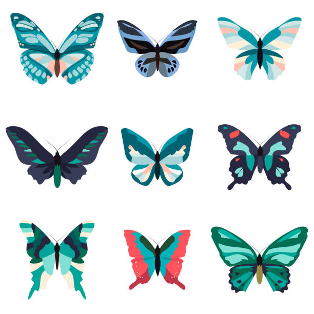 Big collection of colorful butterflies.  isolated on white. Big collection of colorful butterflies. Butterflies isolated on white. Vector illustration pink monarch butterfly stock illustrations