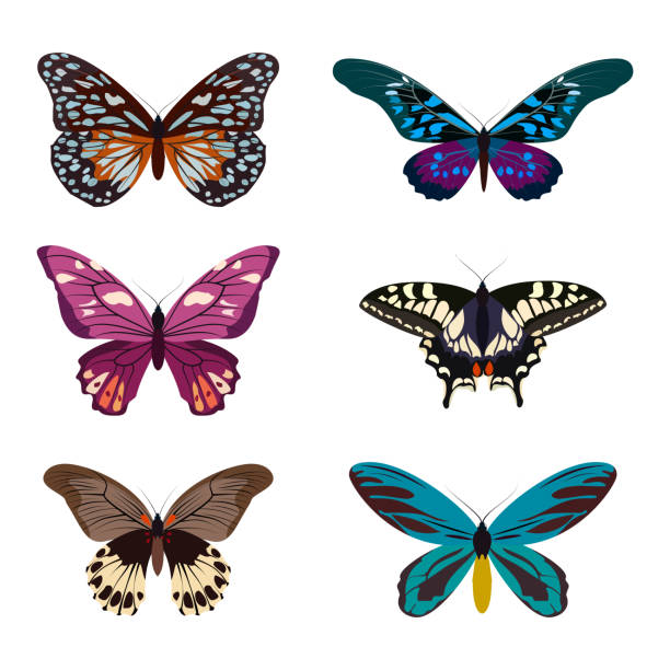 Big collection of colorful butterflies.  isolated on white. Vector illustration Big collection of colorful butterflies. Butterflies isolated on white. Vector illustration eps10 pink monarch butterfly stock illustrations