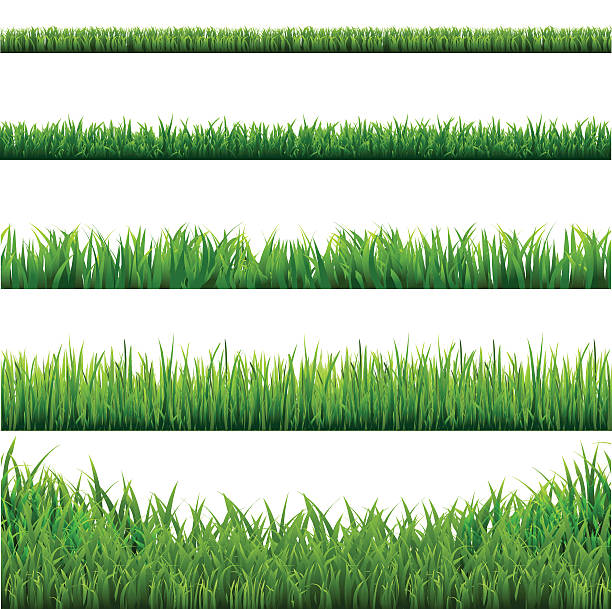 Big Grass Borders Set Big Grass Borders Set. Vector Illustration EPS10. Contains transparency. grass borders stock illustrations
