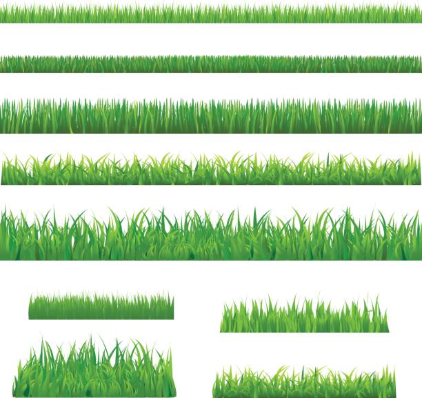 Big Green Grass Big Green Grass, Isolated On White Background, Vector Illustration grass borders stock illustrations