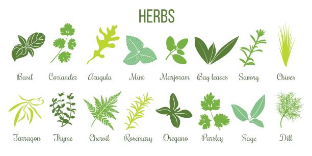 Big icon set of flat culinary herbs. sage, thyme, rosemary, basil Big icon set of popular culinary herbs. Flat style. Basil, coriander, mint, rosemary, sage, basil, thyme, parsley etc. For cooking, cosmetics, store, health care, tag label, food design coriander seed stock illustrations