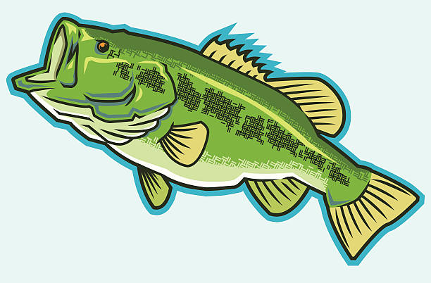 Big Ol' Bass vector art illustration