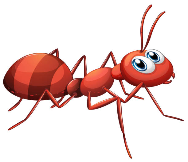 Big red ant Big red ant on a white background ant clipart pictures stock illustrations
