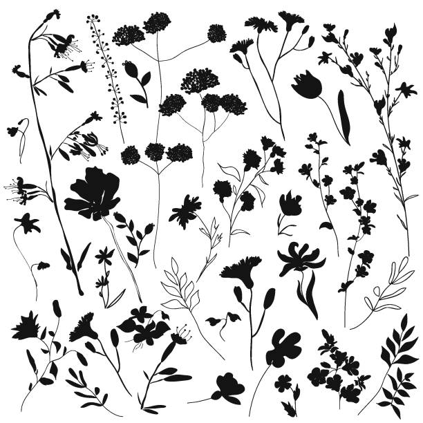 bildbanksillustrationer, clip art samt tecknat material och ikoner med stora set silhuetter botaniska blomma blommiga element. grenar, löv, örter, vilda växter, blommor. trädgård, äng, fält samling blad, lövverk. vektor illustration isolerad på vit bakgrund - flower isolated