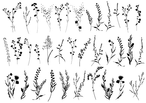 Big set silhouettes botanic blossom floral elements. Branches, leaves, herbs, flowers, wild plants. Garden, meadow, field collection leaf, foliage. Vector illustration isolated on white background