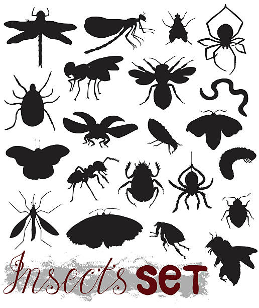 Big set with sihouettes of various insects Big collection with isolated silhouettes of summer insects - mosquito, bug, bee, fly, ladybug, butterfly, spider, ant, caterpillar. Black and white vector with hand drawn icons bee silhouettes stock illustrations