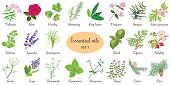 Big vector set of popular essential oil plants. Rose, Geranium, lavender, mint, melissa, Chamomile, cedar, pine, juniper, rosehip etc. For cosmetics store spa health care aromatherapy homeopathy