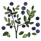 istock Bilberry, huckleberry.  Vector sketch illustration 1227391385