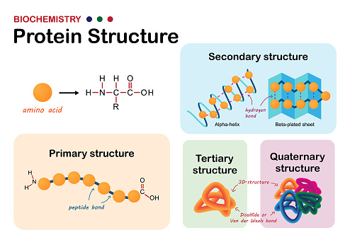 Biochemistry diagram show levels of protein structure from amino acid and polypeptide bond