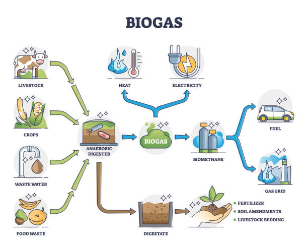 Biogas or bio gas division for energy consumption and sources outline diagram vector art illustration