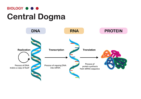 Biology diagram show concept of Central Dogma for RNA transcription and protein translation in cell