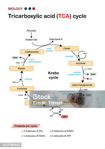 istock Biology diagram show pathway of citric acid or Krebs or TCA cycle in aerobic respiratory system for generate cellular ATP energy 1413785453