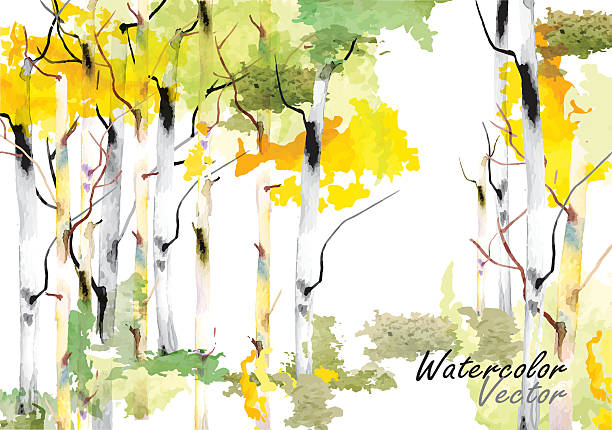 birch tree forest birken, vektor-aquarell brush hand drawn - birken stock-grafiken, -clipart, -cartoons und -symbole