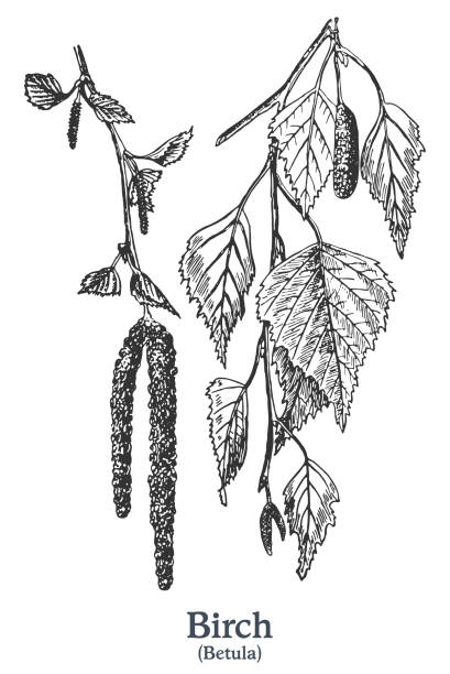 birke. vektor handgezeichnete pflanze. vintage heilende pflanze skizze. - birken stock-grafiken, -clipart, -cartoons und -symbole
