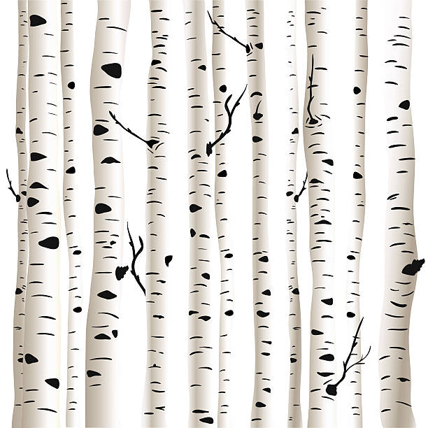 Royalty Free Birch Tree Clip Art, Vector Images